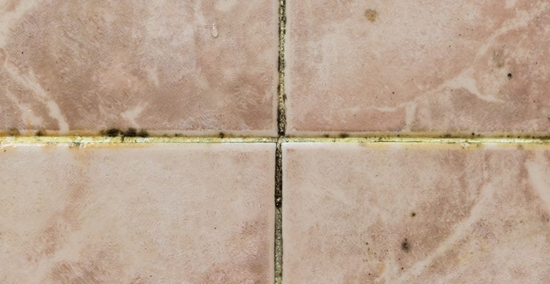 mould and mildew on tiles