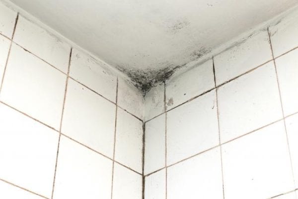 mould on a ceiling 