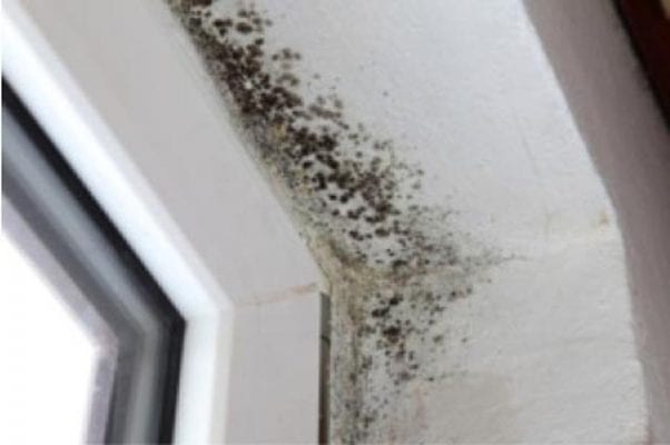 Black Mold on Your Bathroom Ceiling? Read This First